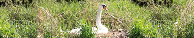 cigne de longeville